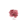 Pick Peonia Rosa