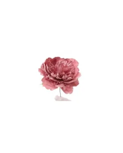 Pick Peonia Rosa
